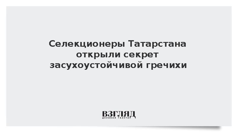 Селекционеры Татарстана открыли секрет засухоустойчивой гречихи