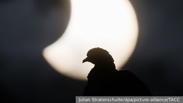 За нами будут следить тараканы