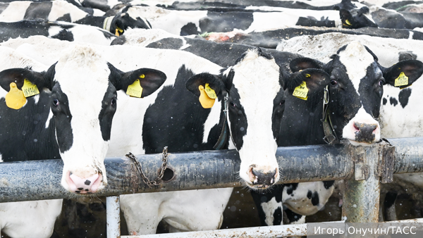 Ветеринарная история. Как в Новосибирской области скот изымали. Часть I