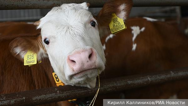 Ветеринарная история. Как в Новосибирской области скот ожидают. Часть III