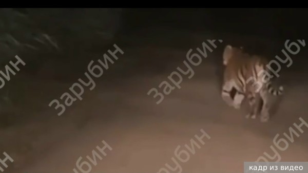 Опубликовано видео встречи Путина с тигром в лесу в Приморском крае