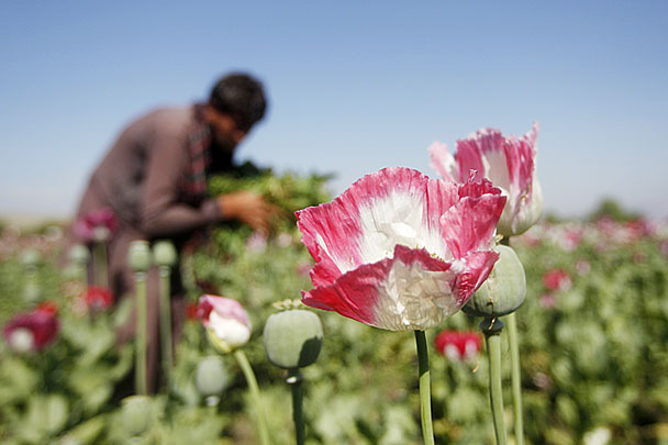 ООН заявила о рекордном урожае опийного мака в Афганистане