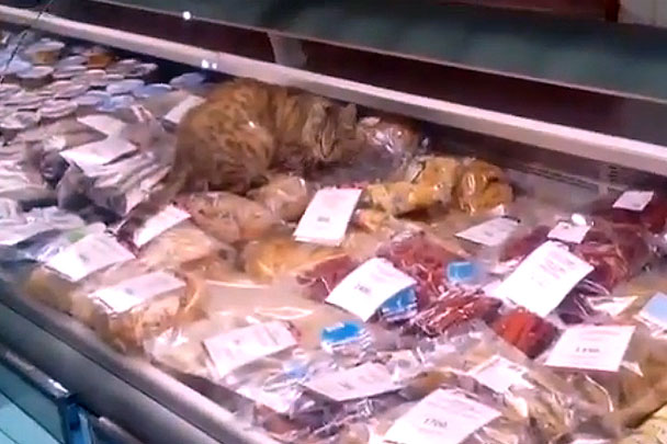 Бездомный кот съел деликатесов на 60 тыс. рублей в аэропорту Владивостока