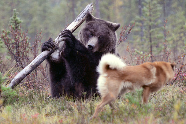 Медведь, ни шагу назад
