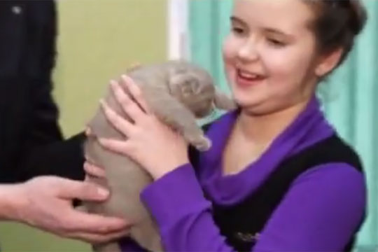 Путин подарил девочке из Мурманской области вислоухого котенка