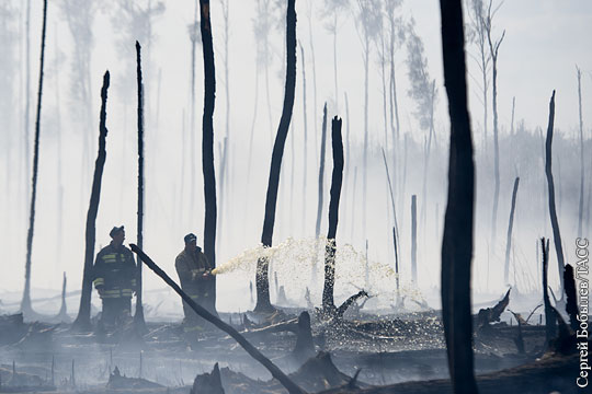 Эксперты назвали Россию лидером по потерям лесов от пожаров