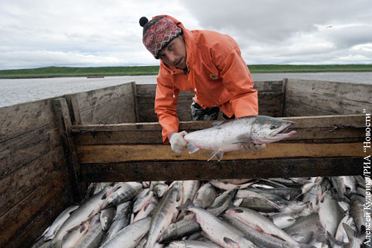 Запрет на вылов лосося в открытом море выгоден американским рыбакам