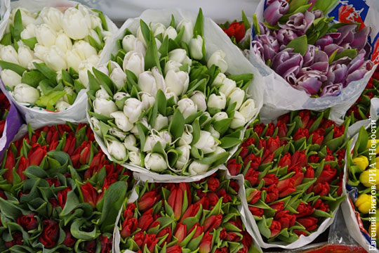Россия запретила импорт цветов из Нидерландов