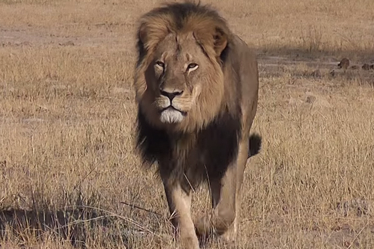 Американец застрелил самого популярного льва Зимбабве