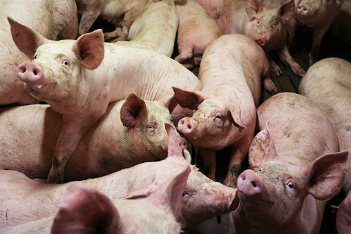 Россельхознадзор: Украинская свинина может быть запрещена к ввозу в ближайшие дни