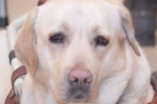 Подозреваемой в краже собаки-поводыря у слепой в Москве предъявлено обвинение