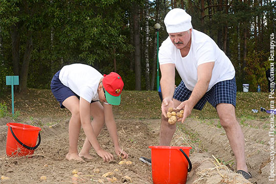 Лукашенко с младшим сыном накопали 70 мешков картошки и собрали урожай арбузов