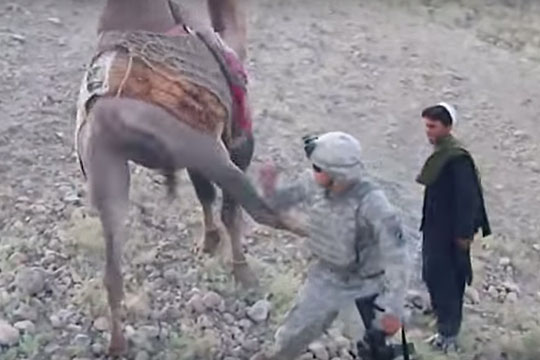 Американский военнослужащий пострадал от верблюда в Афганистане