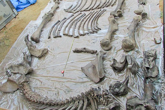 В Якутии нашли скелет предка мамонта возрастом 100 тыс. лет