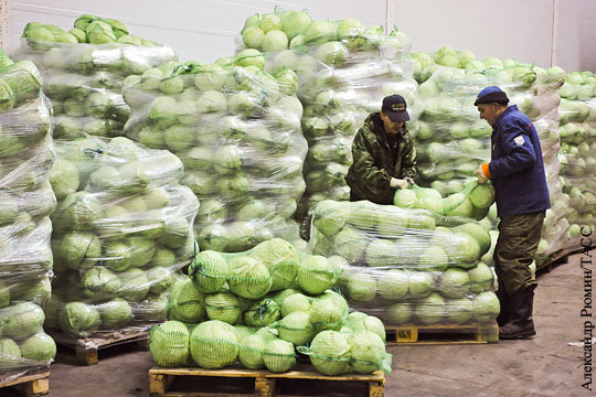 Из Калининградской области впервые отправлены овощи на экспорт