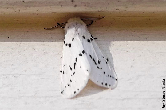 В Крыму обнаружили карантинную американскую белую бабочку