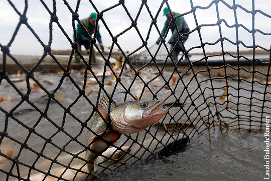Евросоюз «катастрофически» урезал квоты для латвийских рыбаков