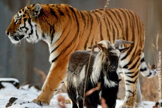 Тигр Амур и козел Тимур стали приносить доход Приморскому сафари-парку
