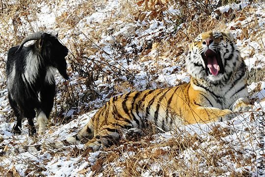 В Новосибирском зоопарке уверены на 80%, что тигр Амур съест козла Тимура 
