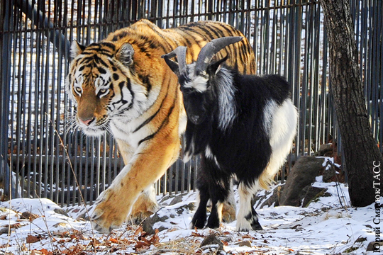 Тигра Амура и козла Тимура разлучат из-за тигрицы