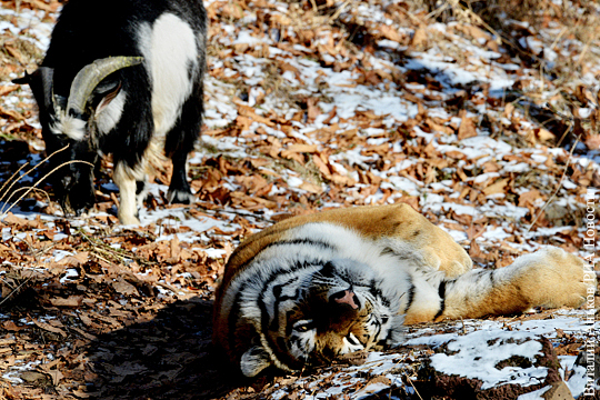 Ученый объяснил феномен дружбы тигра Амура с козлом Тимуром