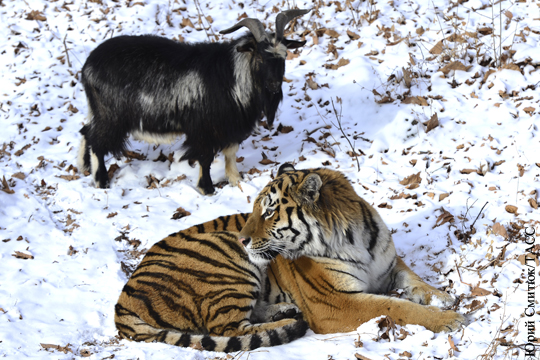 Тигр Амур и козел Тимур появились в соцсетях