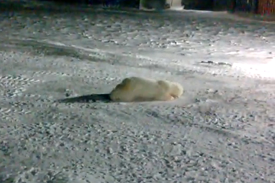 В Сети опубликовано видео жестокого убийства белой медведицы в Арктике