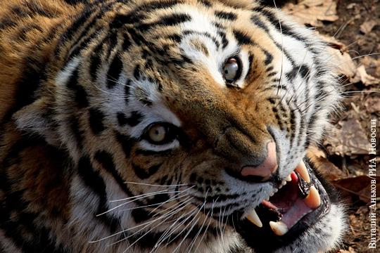 Амурский тигр в Приморье напал на выстрелившего в него охотника