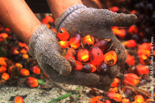 Акцизы на пальмовое масло решено не вводить
