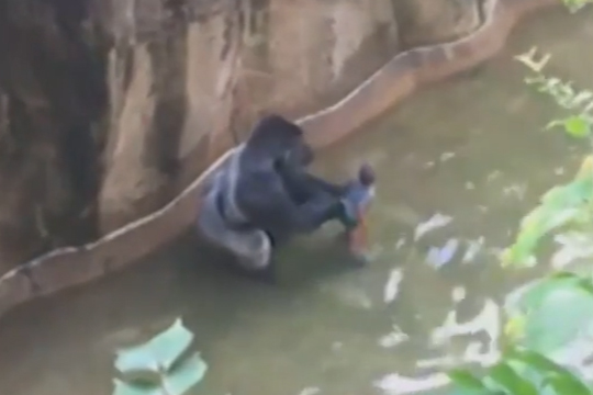 Гориллу в зоопарке Огайо застрелили после падения в вольер ребенка