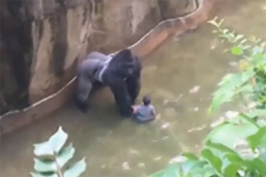 Американцы потребовали наказать родителей ребенка за умерщвление гориллы в зоопарке