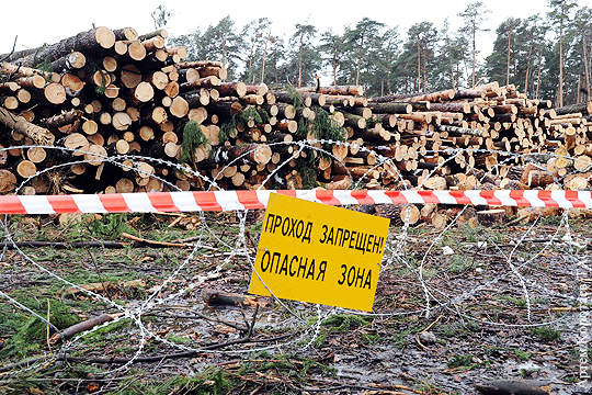 На защиту леса встанет закон