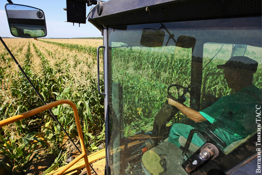 Урожайность кукурузы в России выросла в четыре раза