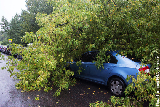 Сильный ветер в Московском регионе повалил деревья и повредил автомобили