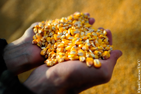 В Африке отказались покупать украинскую кукурузу из-за коррупции