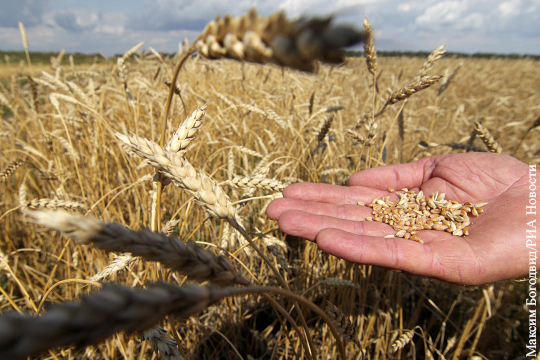 Египет решил отказаться от требований о «нулевой спорынье» для российской пшеницы