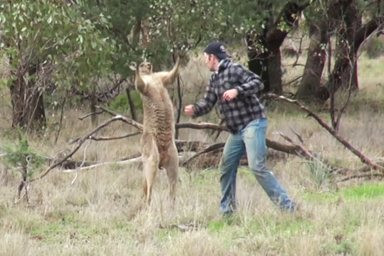 Австралийский зоопарк отказался увольнять ударившего кенгуру по морде сотрудника