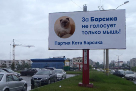 Барнаульский кот Барсик решил баллотироваться в президенты России