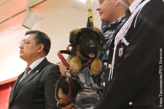 Подаренного Франции российским МВД пса Добрыню признали не годным к службе