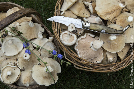Ткачев заявил о способности России накормить грибами полмира