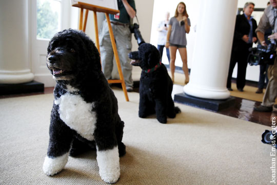 Собака Обамы покусала девушку в Белом доме