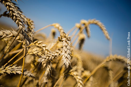 Качество пшеницы ставит под сомнение качество хлеба