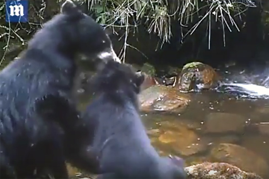 В Сети появилось видео медведицы с непослушным медвежонком