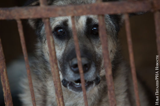 Для спасения от массового живодерства псов Дагестана решили посадить