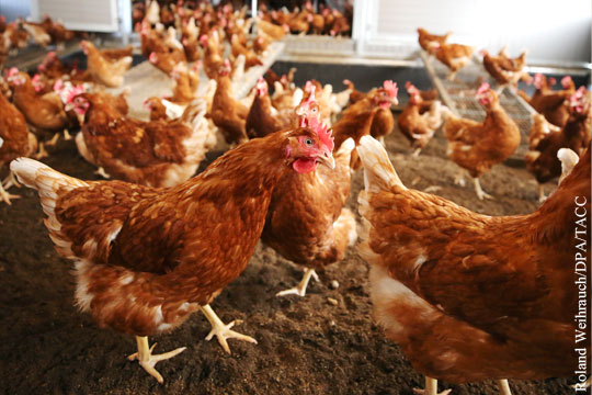 Евросоюз ограничил поставки украинской курятины