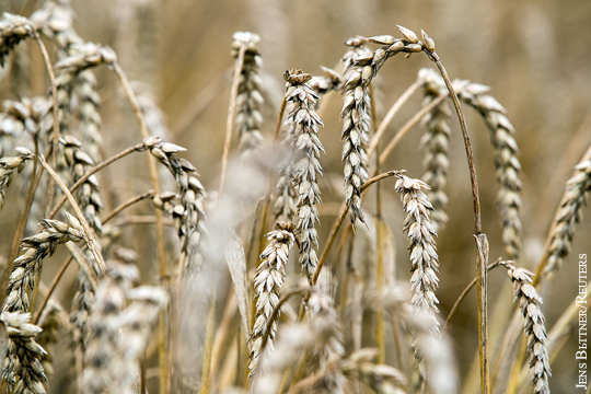 Минсельхоз США спрогнозировал потерю Россией мирового лидерства в экспорте пшеницы