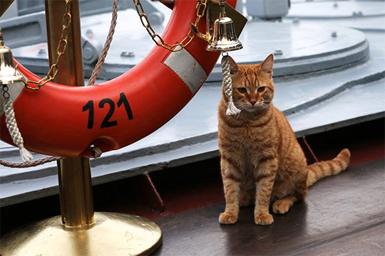 Минобороны показало кота-участника дальнего похода кораблей ВМФ России к Сирии