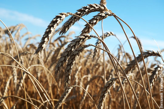 СМИ: Турция ввела новые ограничения на импорт российской пшеницы