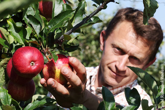 Поляки собрались выращивать яблоки в Смоленской области