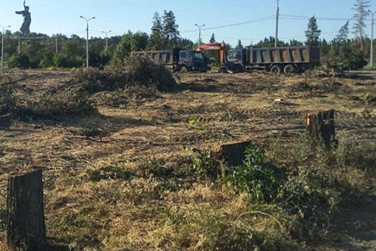 Власти Волгограда объяснили вырубку деревьев у Мамаева кургана